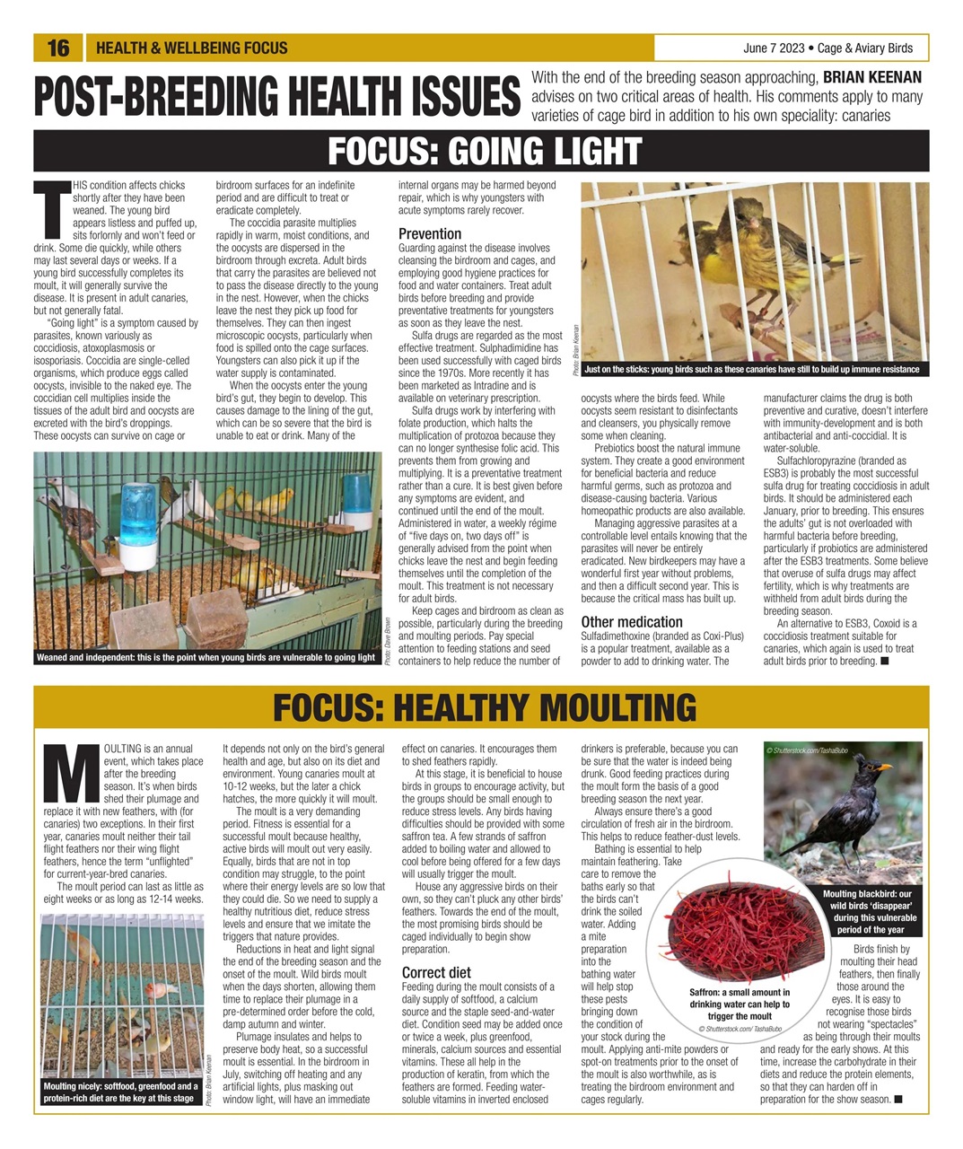 Cage & Aviary Birds Preview Pages