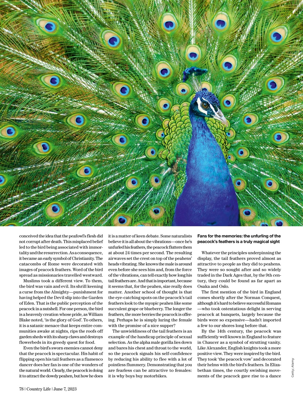 Country Life Preview Pages