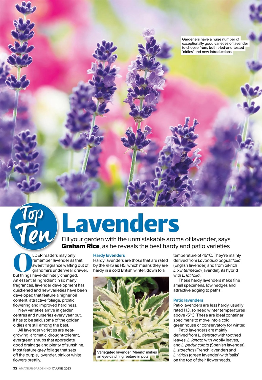Amateur Gardening Preview Pages