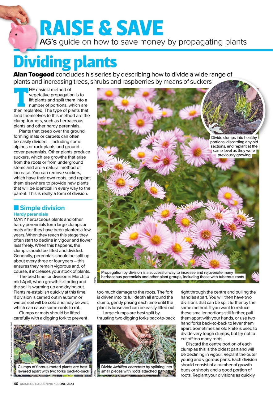 Amateur Gardening Preview Pages