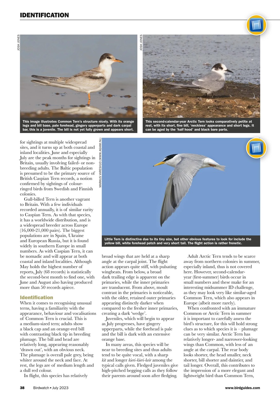 Birdwatch Magazine Preview Pages