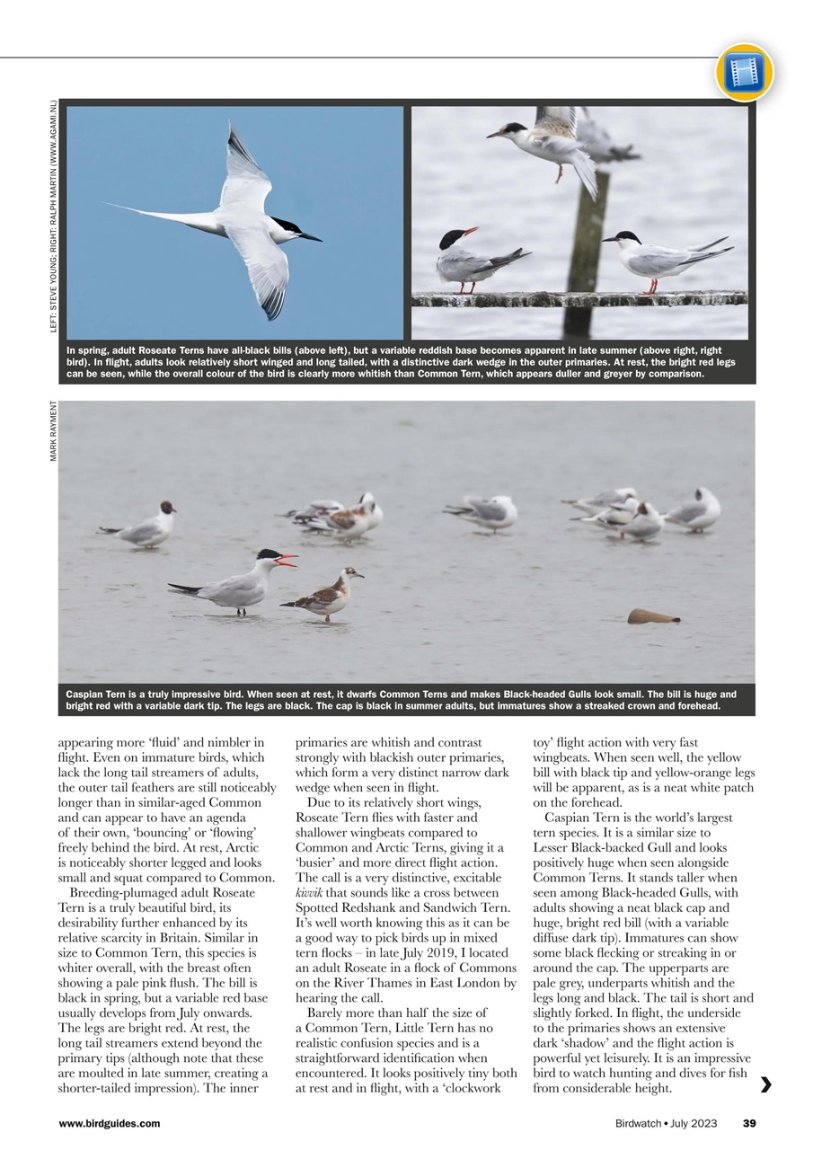 Birdwatch Magazine Preview Pages