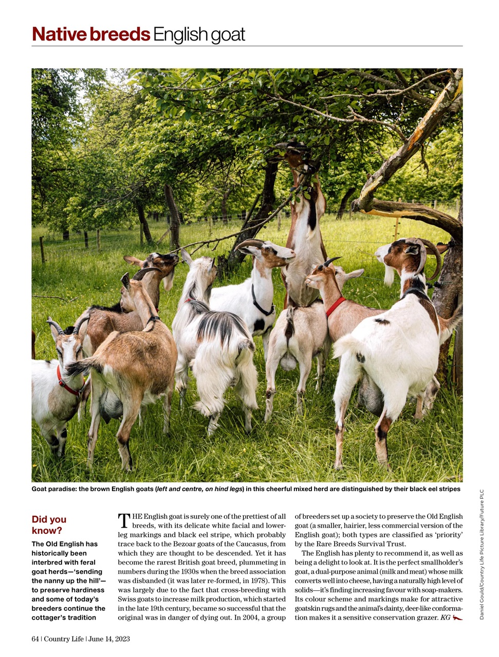 Country Life Preview Pages