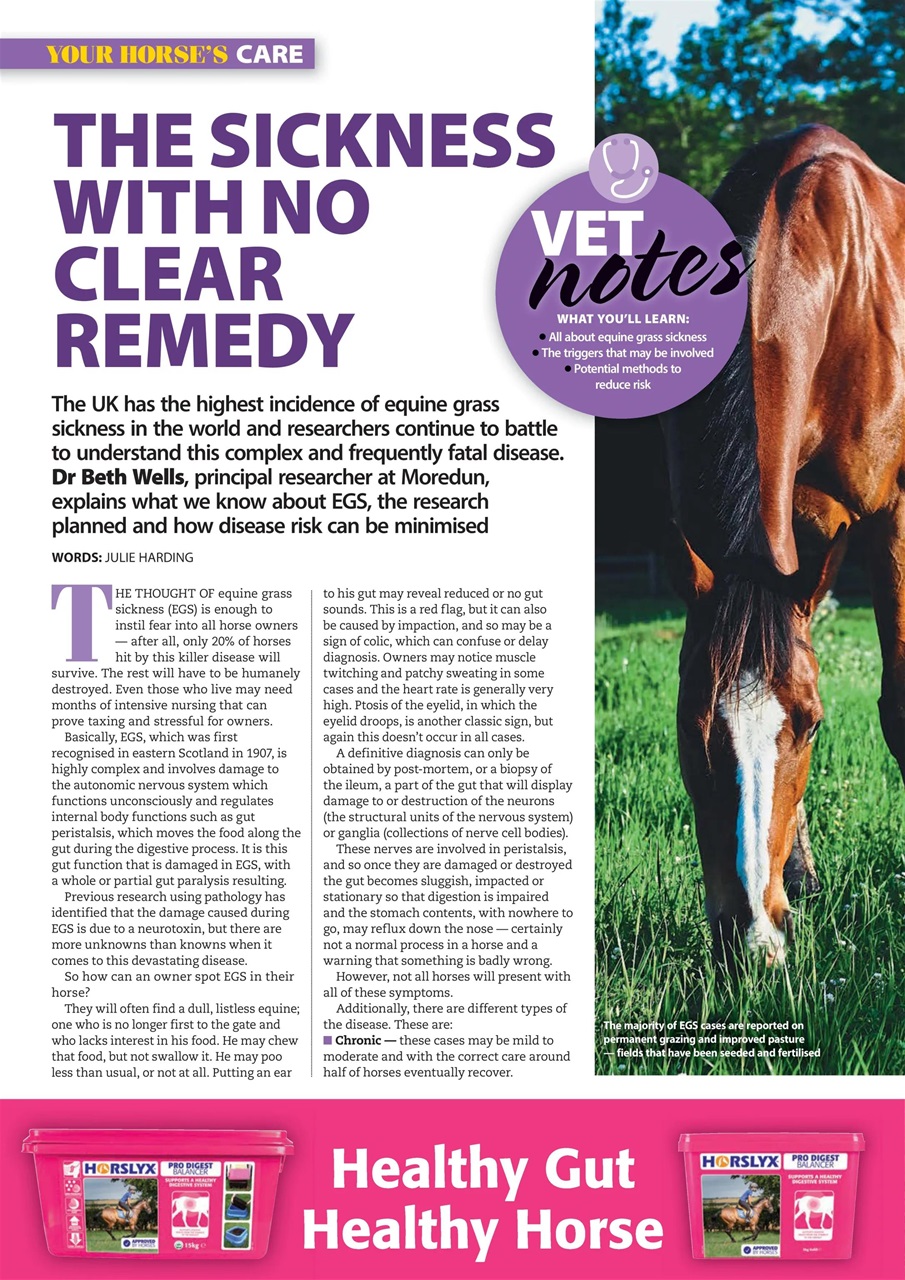 Your Horse Preview Pages