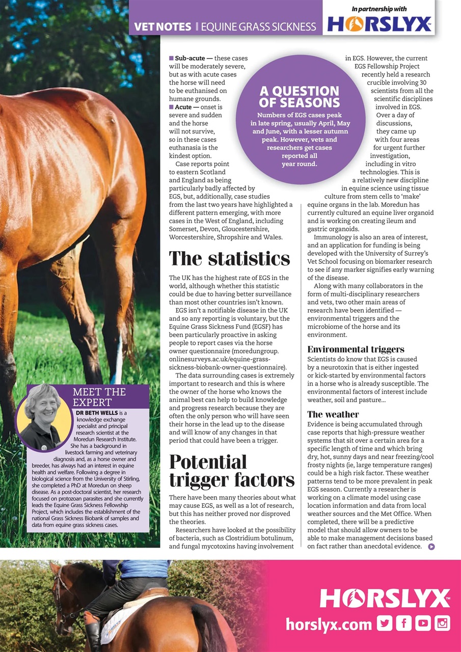Your Horse Preview Pages