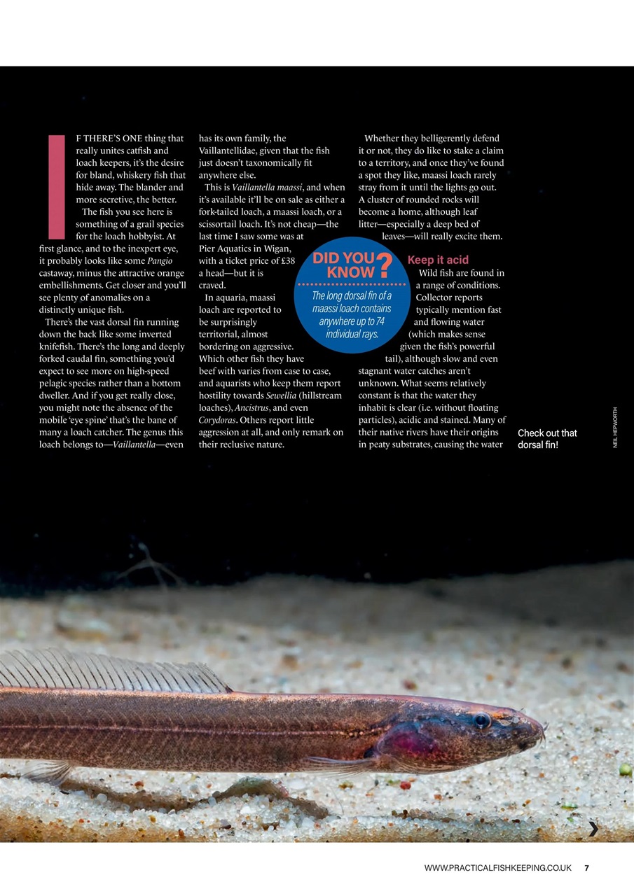 Practical Fishkeeping Preview Pages