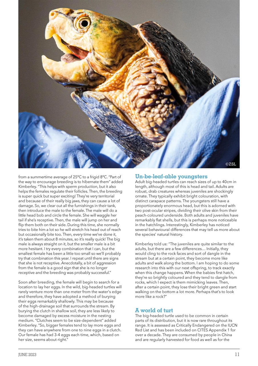 Exotics Keeper Preview Pages