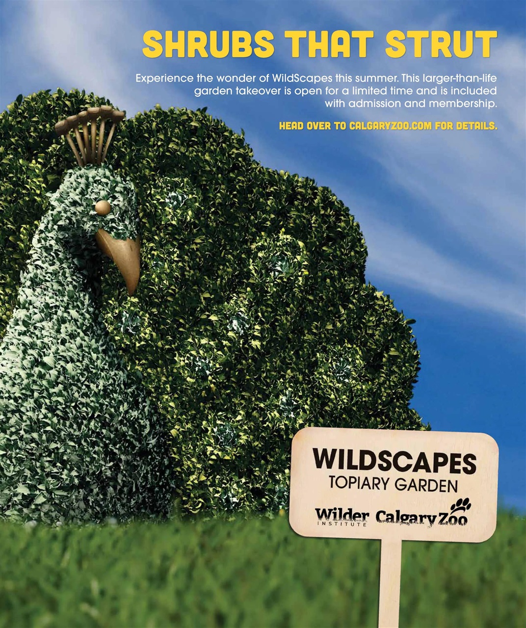 Avenue Calgary Preview Pages