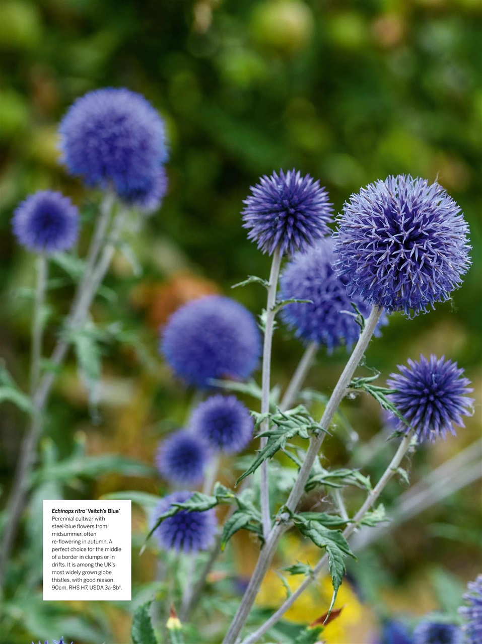 Gardens Illustrated Preview Pages