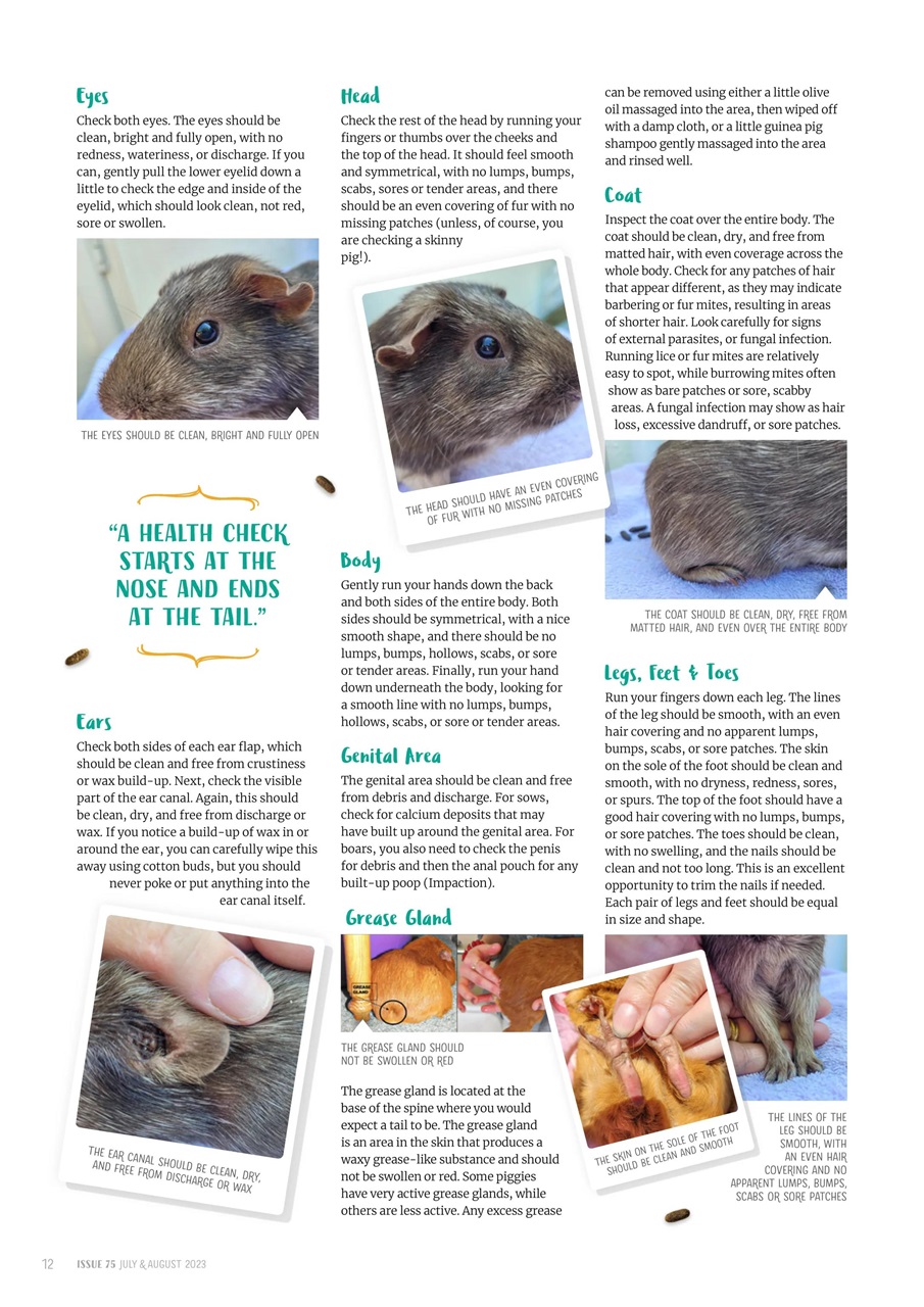 Guinea Pig Magazine Preview Pages