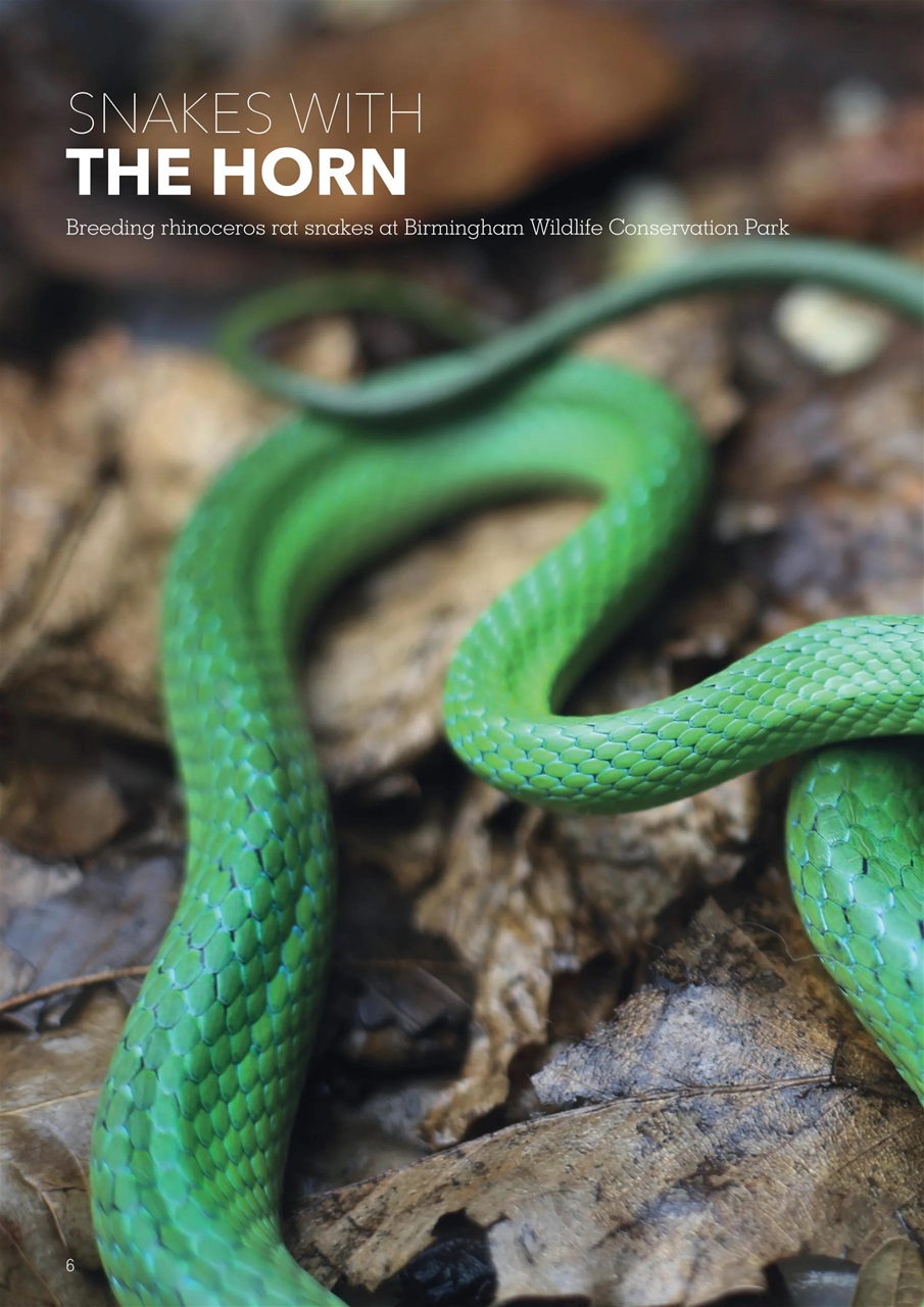 Exotics Keeper Preview Pages