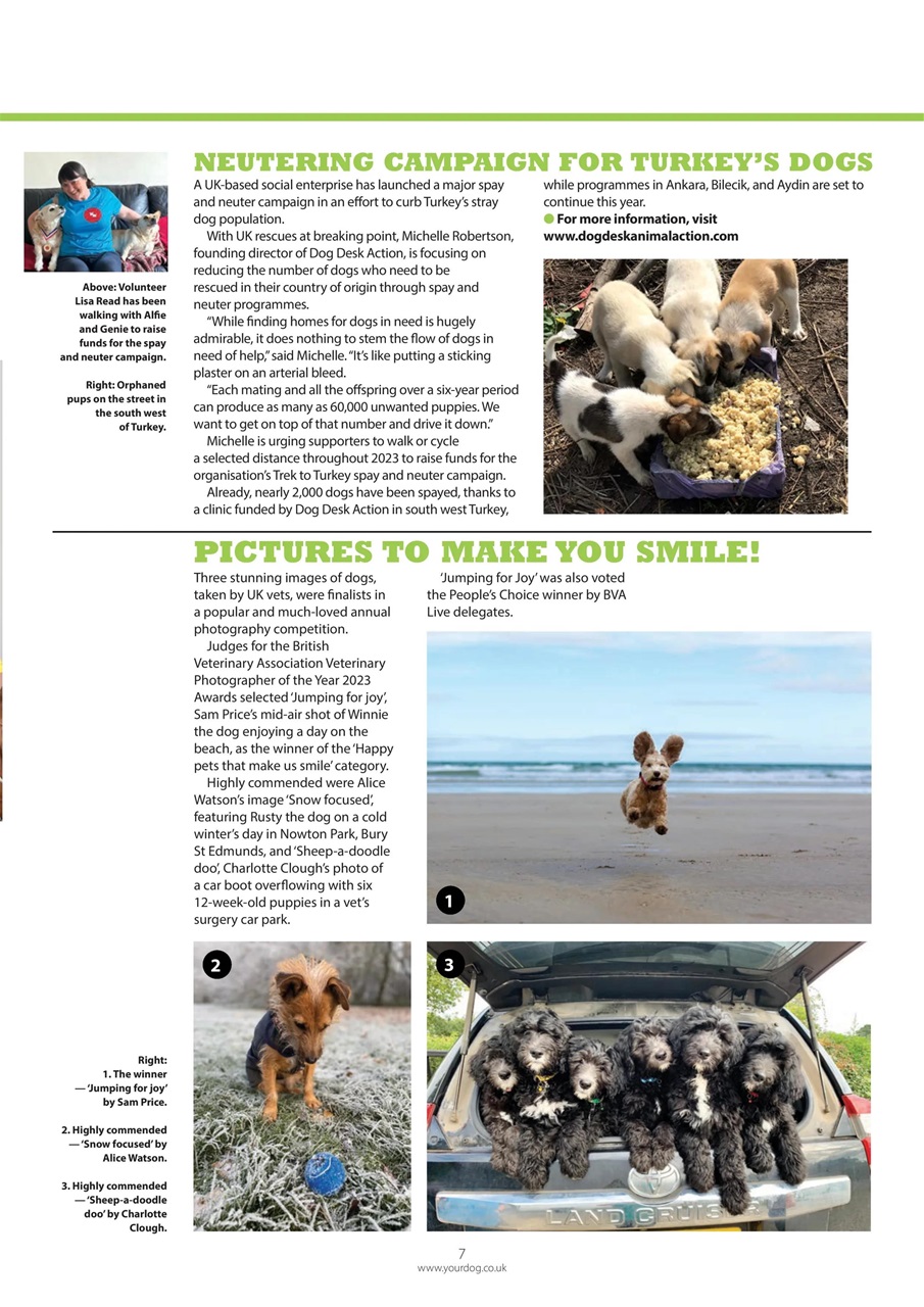 Your Dog Preview Pages