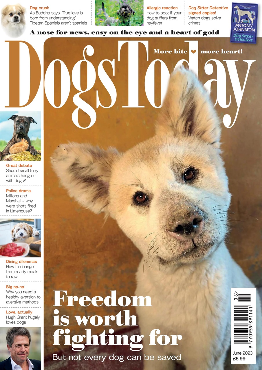 Dogs Today Magazine Preview Pages