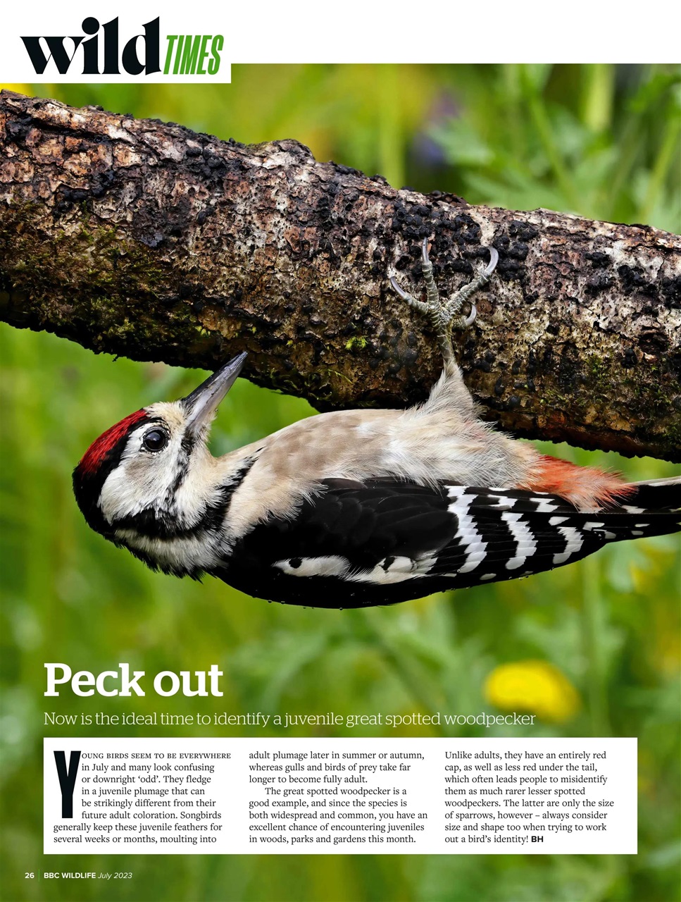 BBC Wildlife Magazine Preview Pages