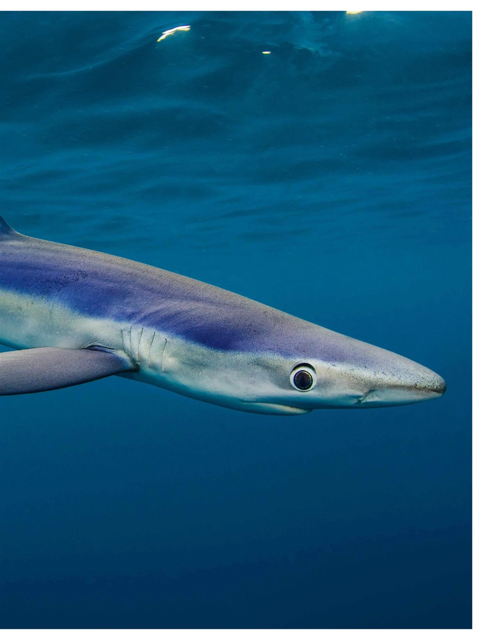 BBC Countryfile Magazine Preview Pages