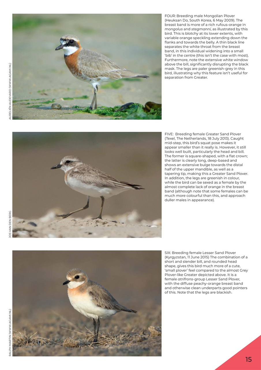 Bird ID Photo Guides Preview Pages