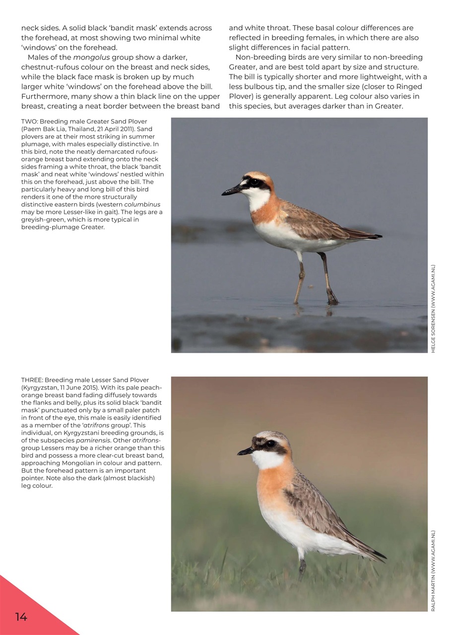 Birdwatch Magazine Preview Pages