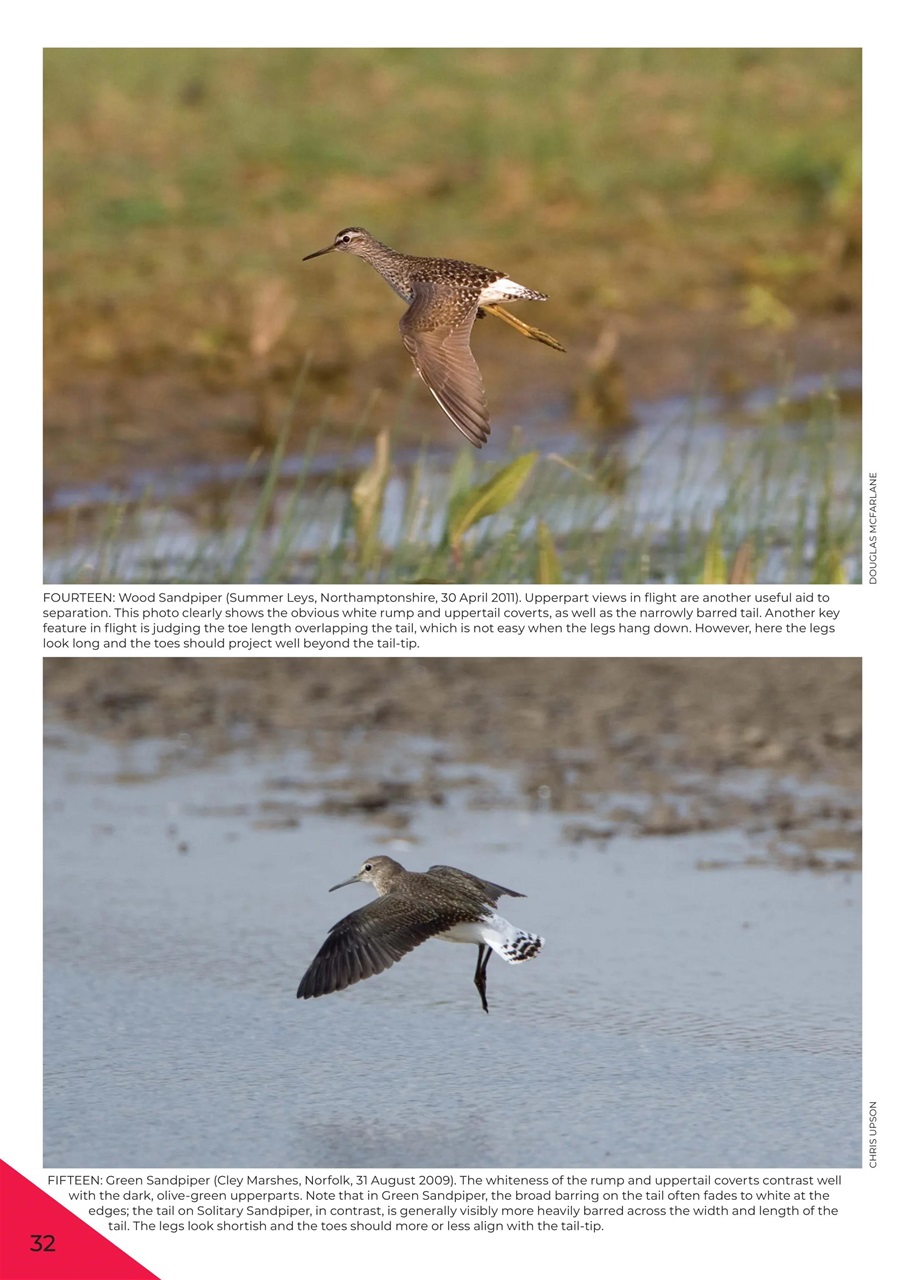 Birdwatch Magazine Preview Pages