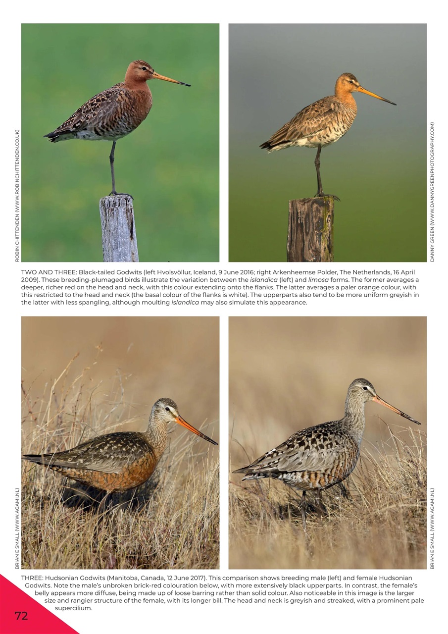 Birdwatch Magazine Preview Pages