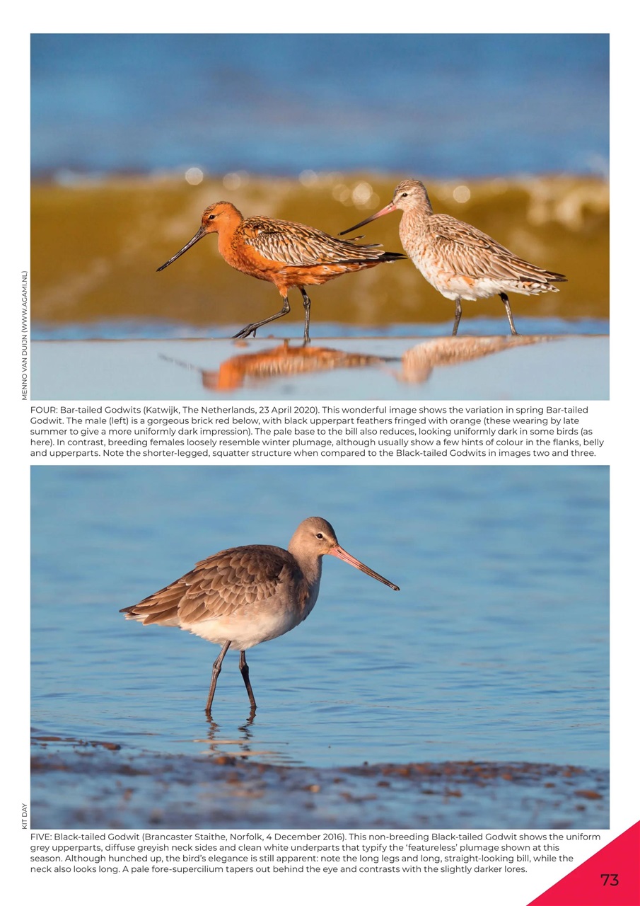 Birdwatch Magazine Preview Pages