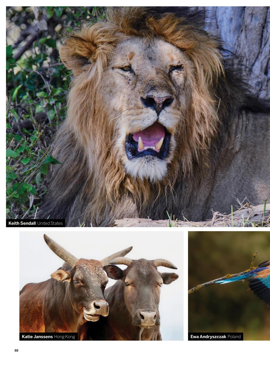 Digital Photographer Preview Pages