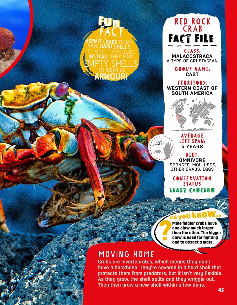 Creative Bookazine Preview Pages