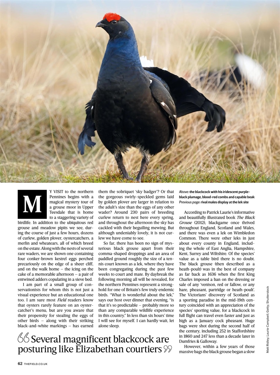 The Field Preview Pages