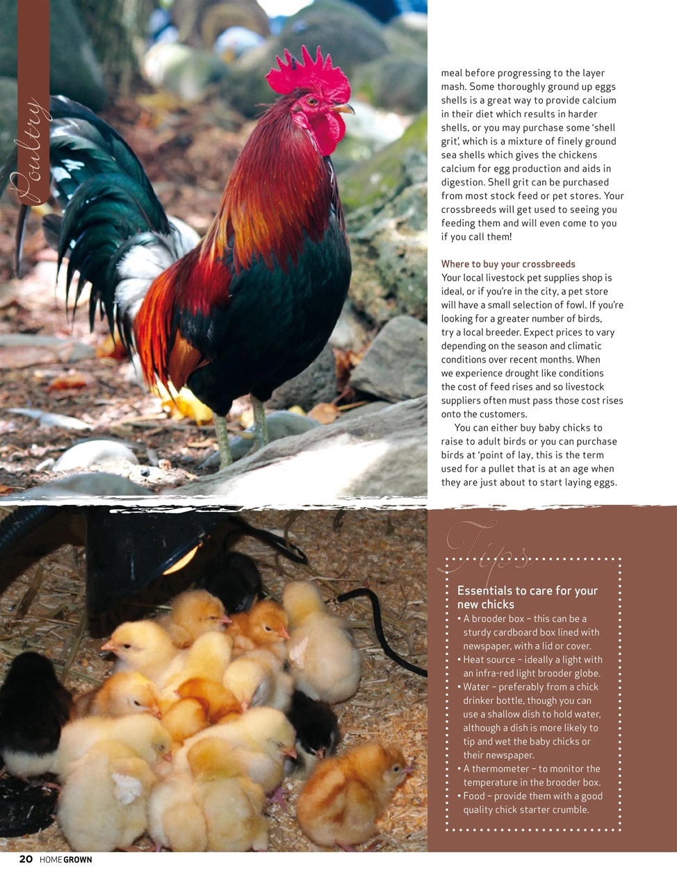 HomeGrown Preview Pages