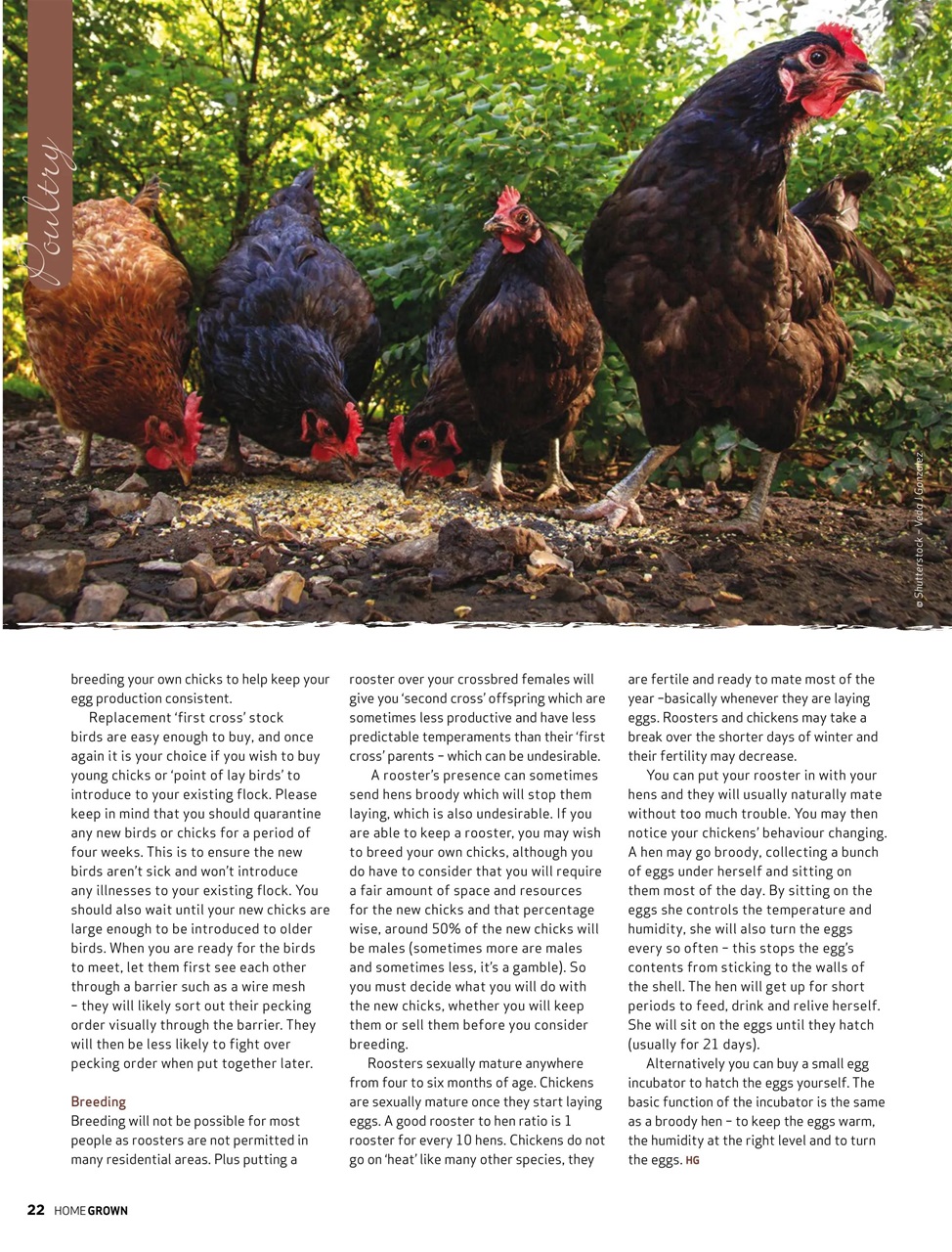 HomeGrown Preview Pages