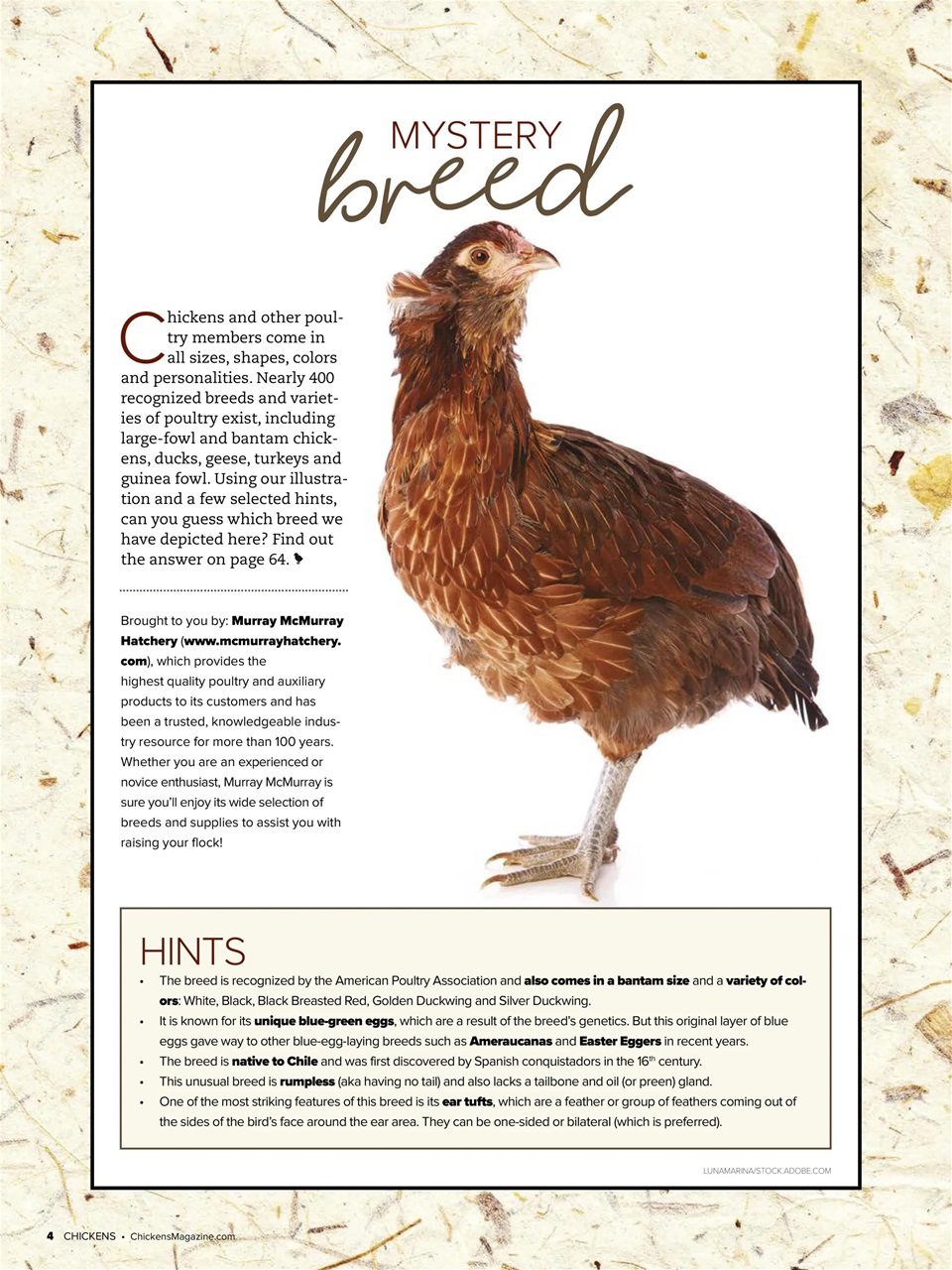 Chickens Magazine Preview Pages