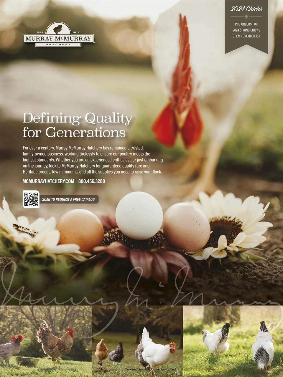 Chickens Magazine Preview Pages