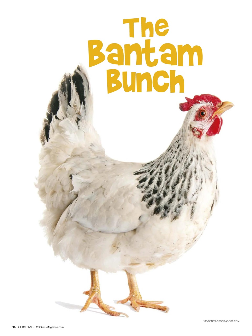 Chickens Magazine Preview Pages