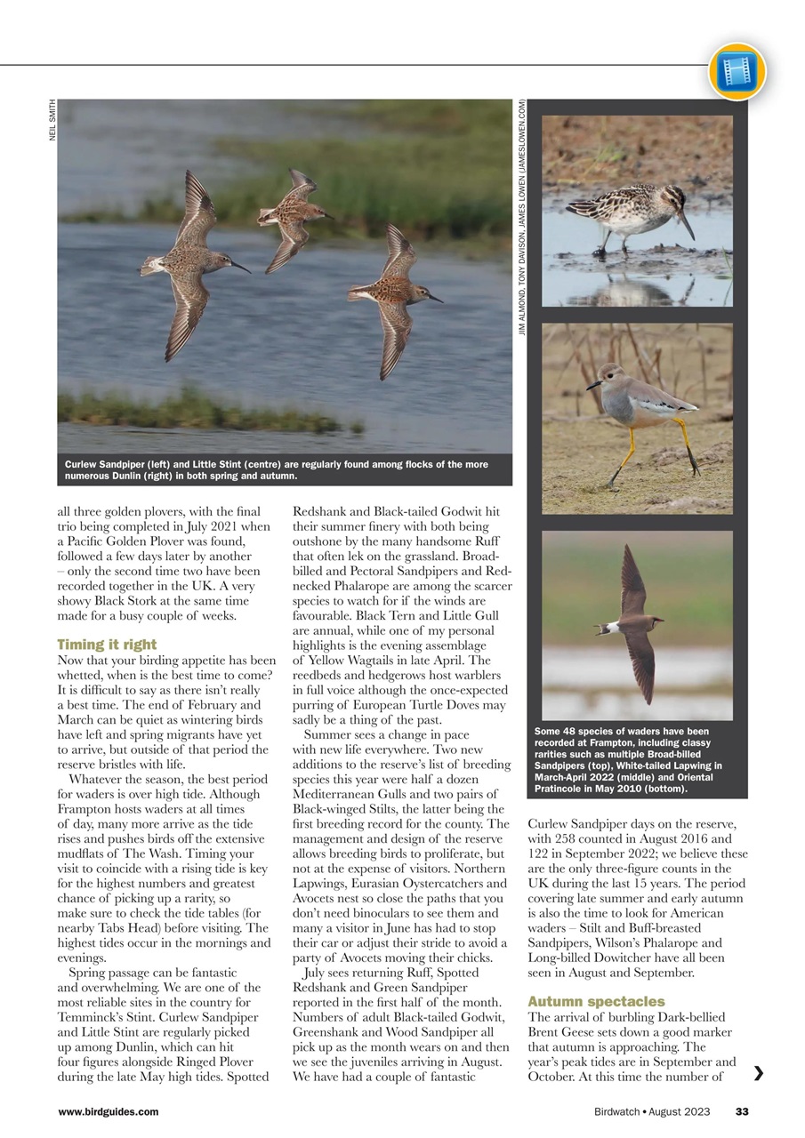 Birdwatch Magazine Preview Pages