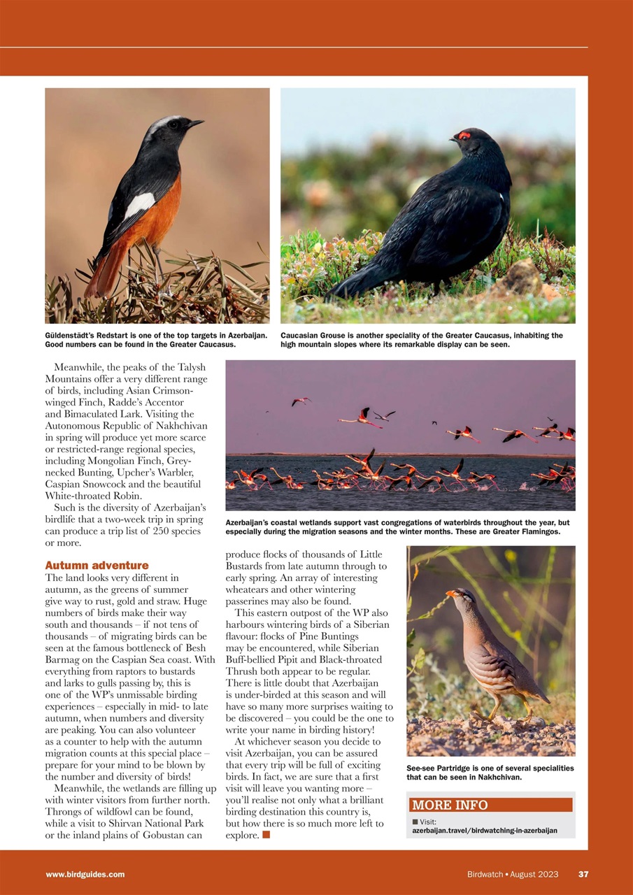 Birdwatch Magazine Preview Pages