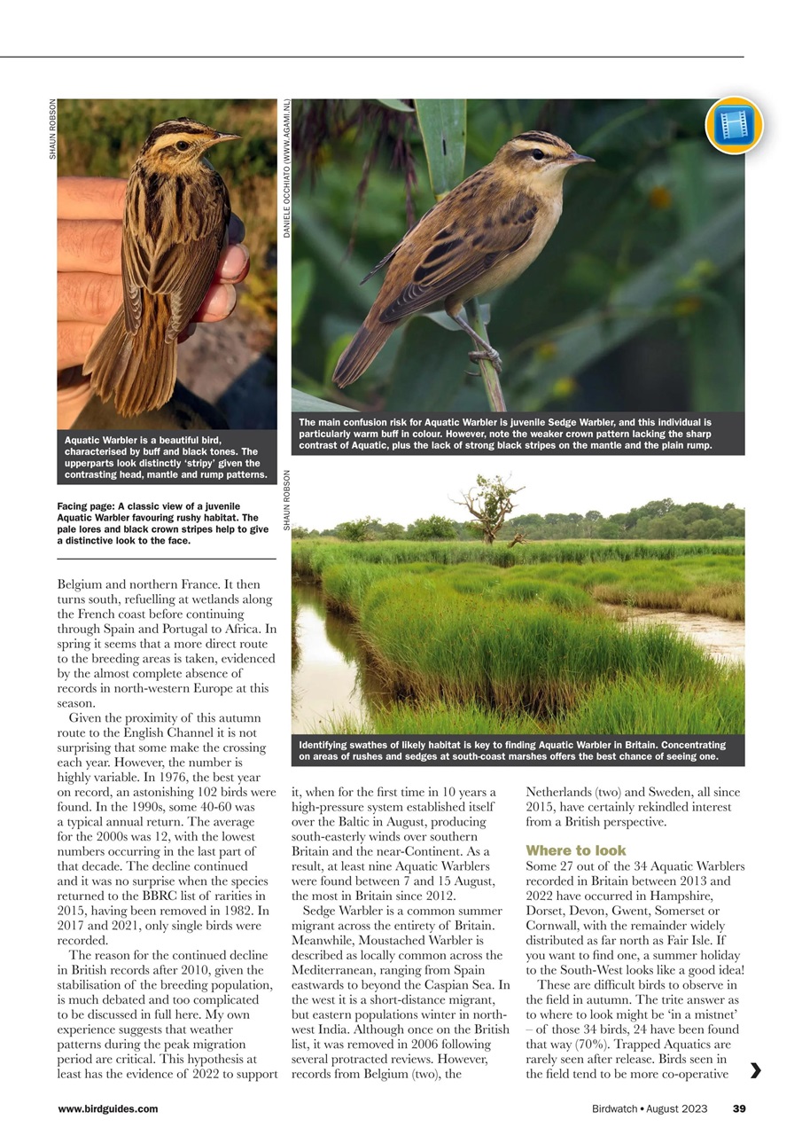 Birdwatch Magazine Preview Pages