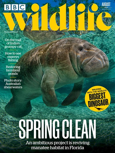 BBC Wildlife Magazine issue 
