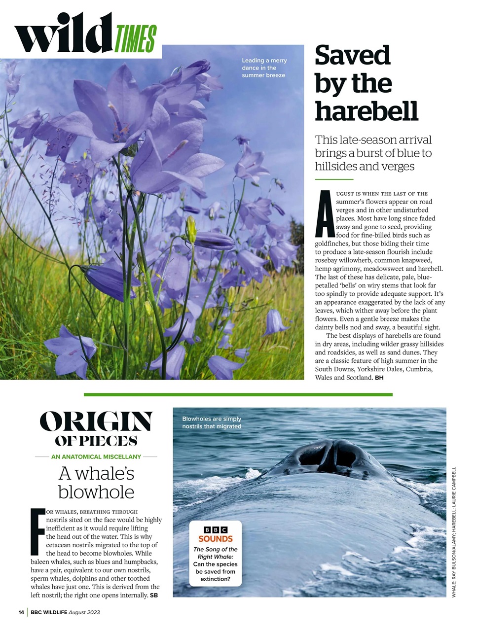 BBC Wildlife Magazine Preview Pages