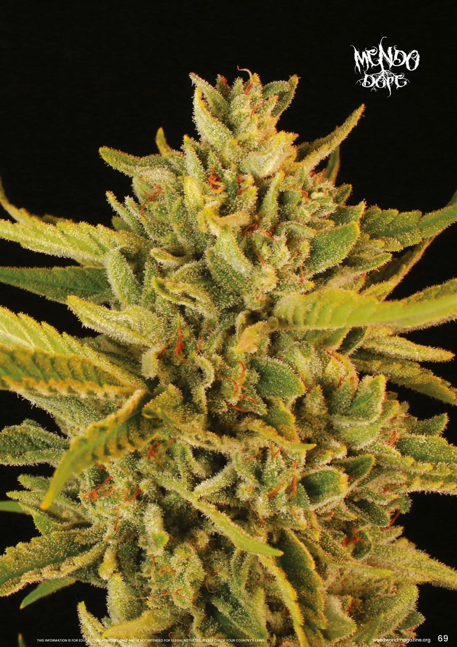 Weed World Preview Pages