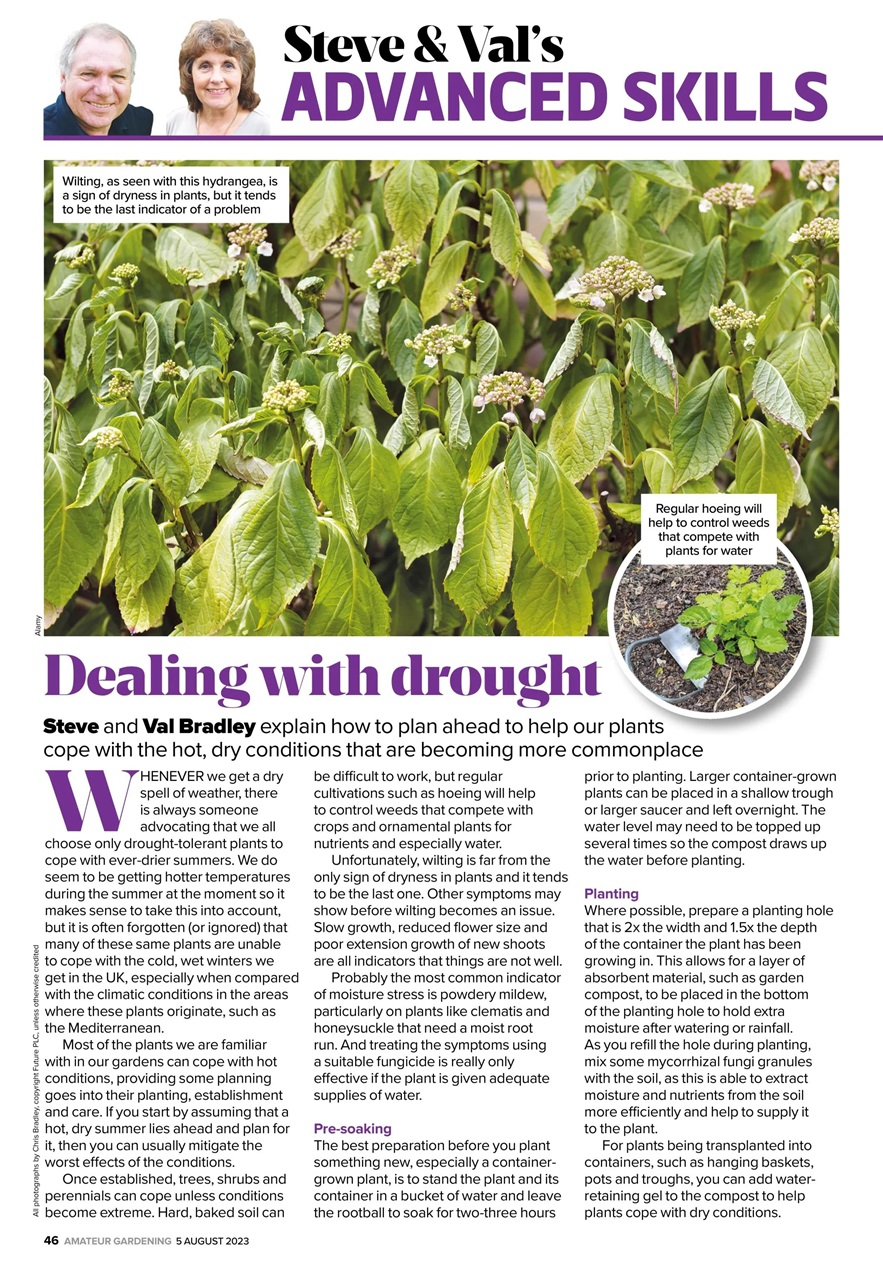 Amateur Gardening Preview Pages