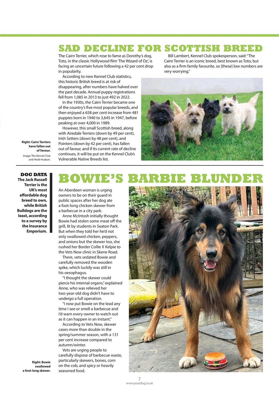 Your Dog Preview Pages