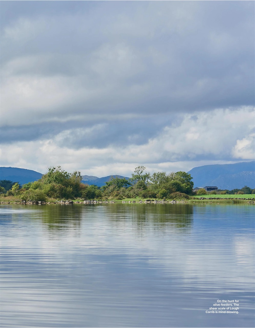 Trout & Salmon Preview Pages