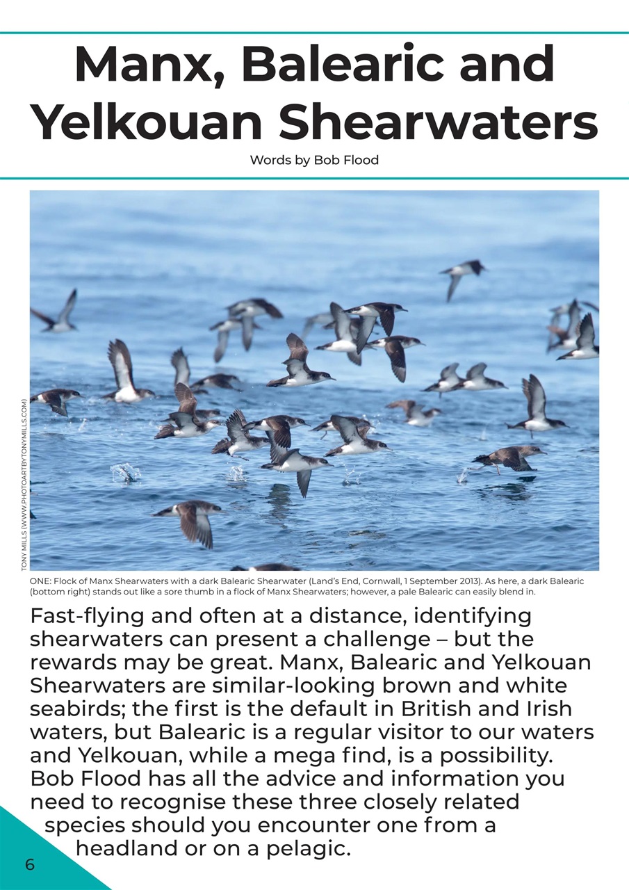 Bird ID Photo Guides Preview Pages