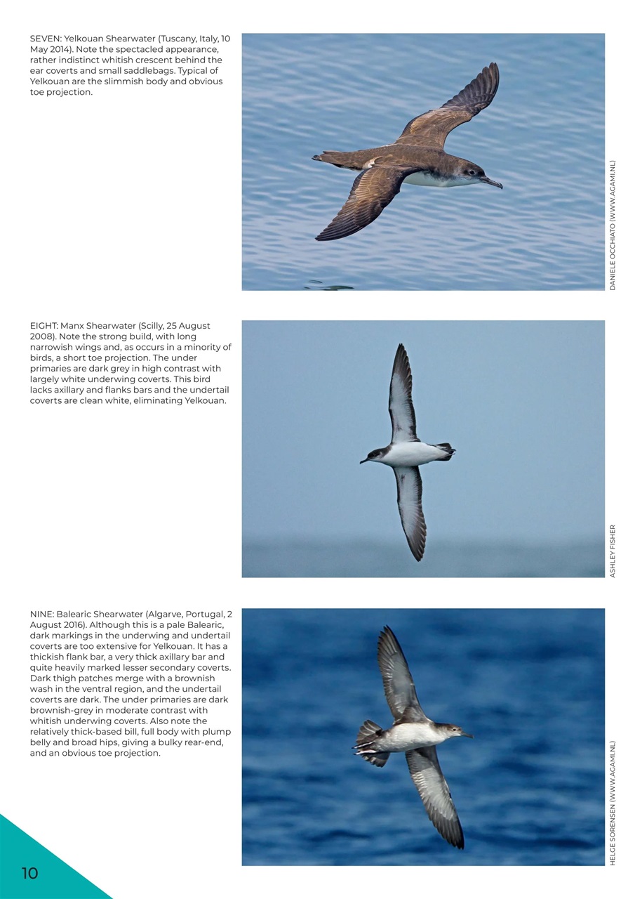 Bird ID Photo Guides Preview Pages