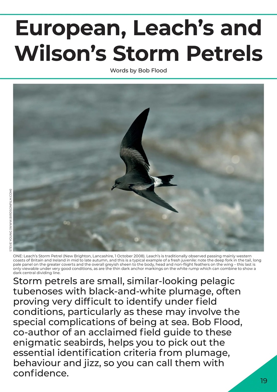 Bird ID Photo Guides Preview Pages