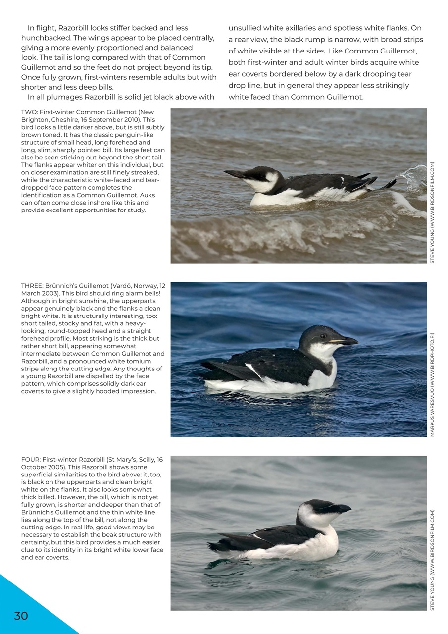 Bird ID Photo Guides Preview Pages
