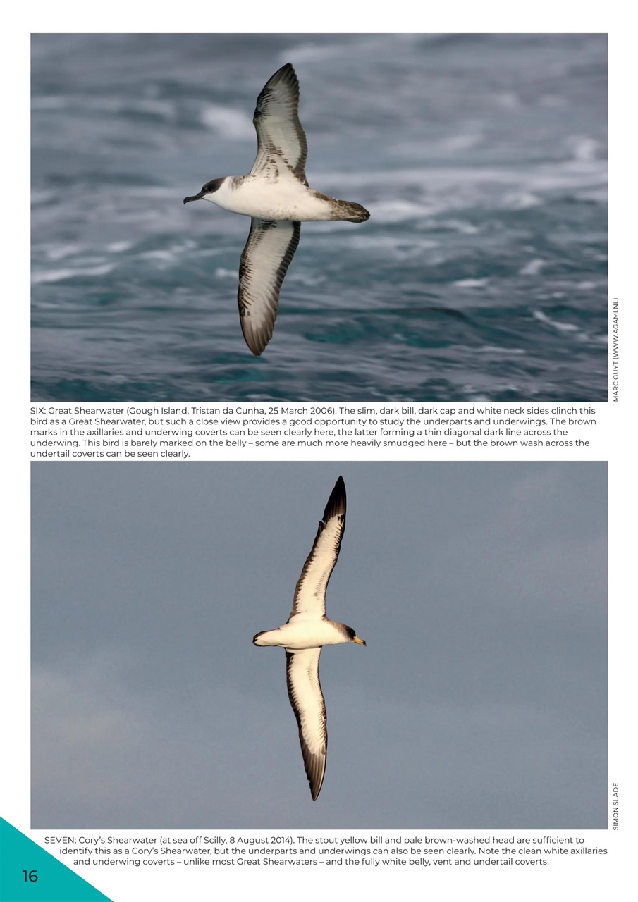 Birdwatch Magazine Preview Pages