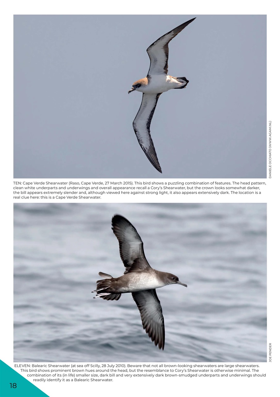 Birdwatch Magazine Preview Pages