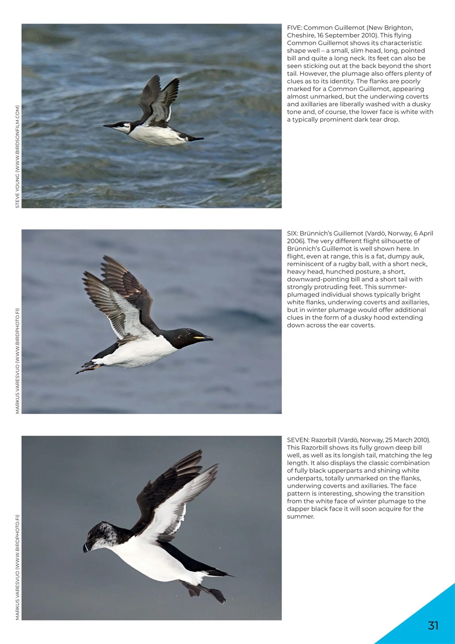 Birdwatch Magazine Preview Pages