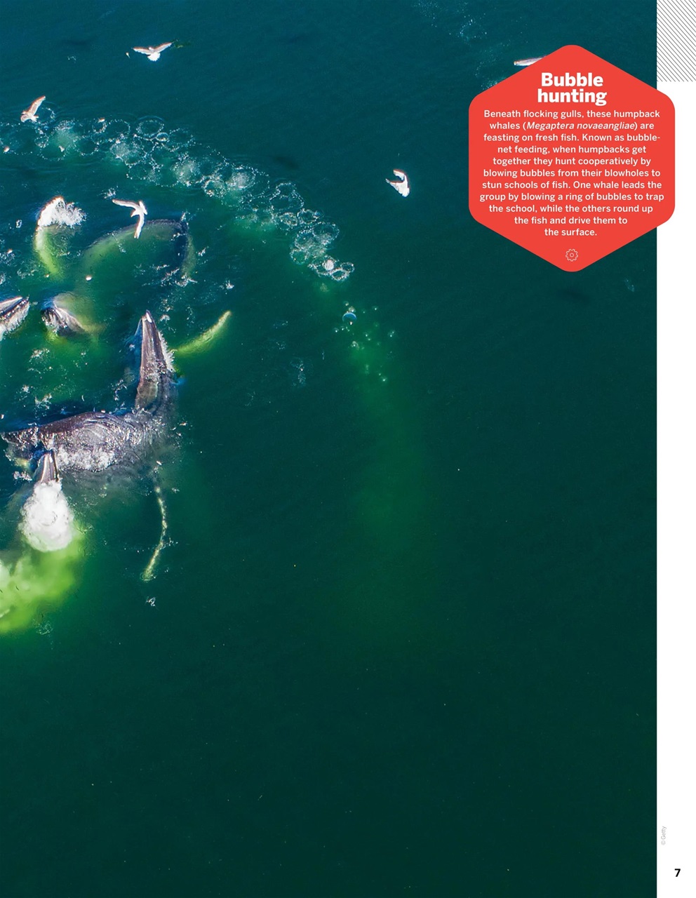 How It Works Preview Pages