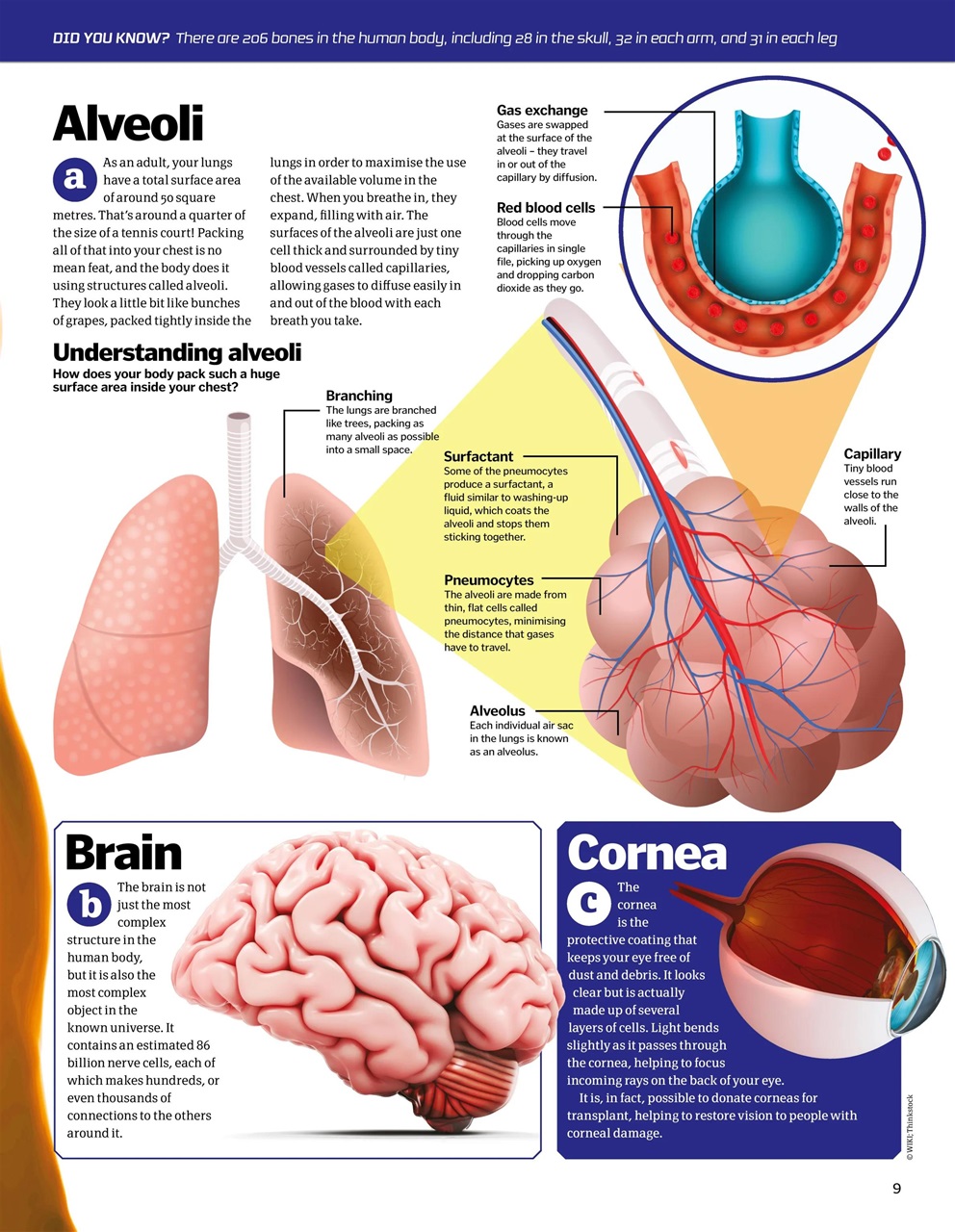 How It Works Bookazine Preview Pages